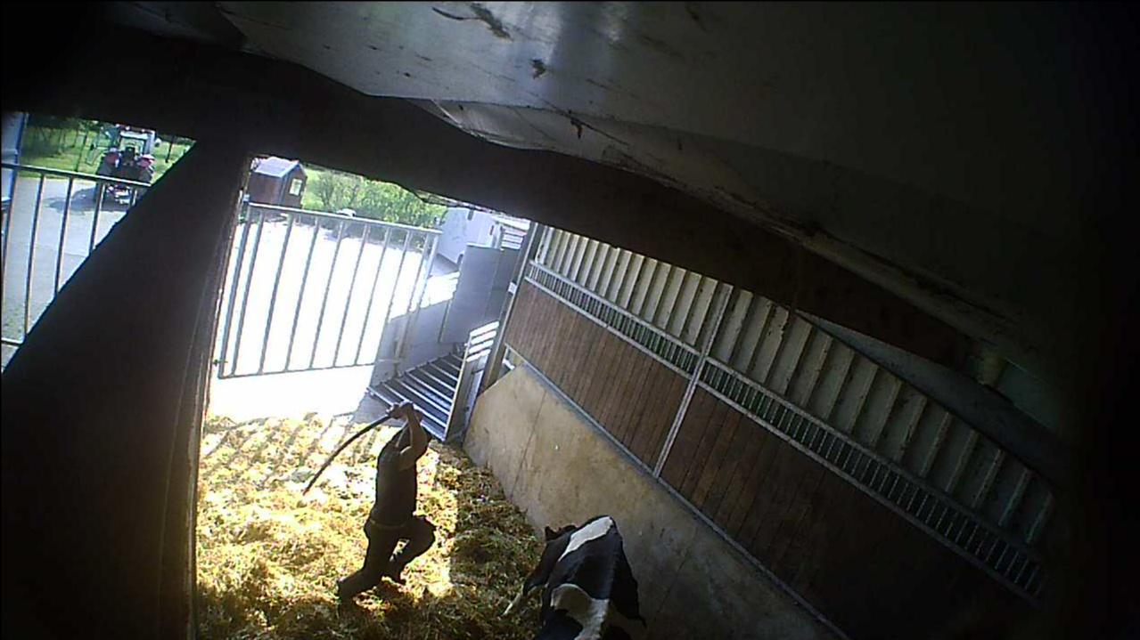 Kühe und Kälber in Tierhaltung des Firmengeflechts "Mecke" brutal gequält.