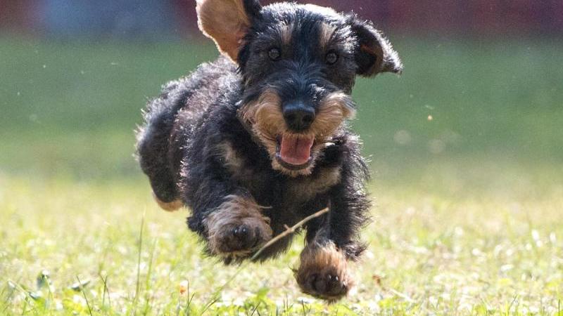 Dackel im Sprint