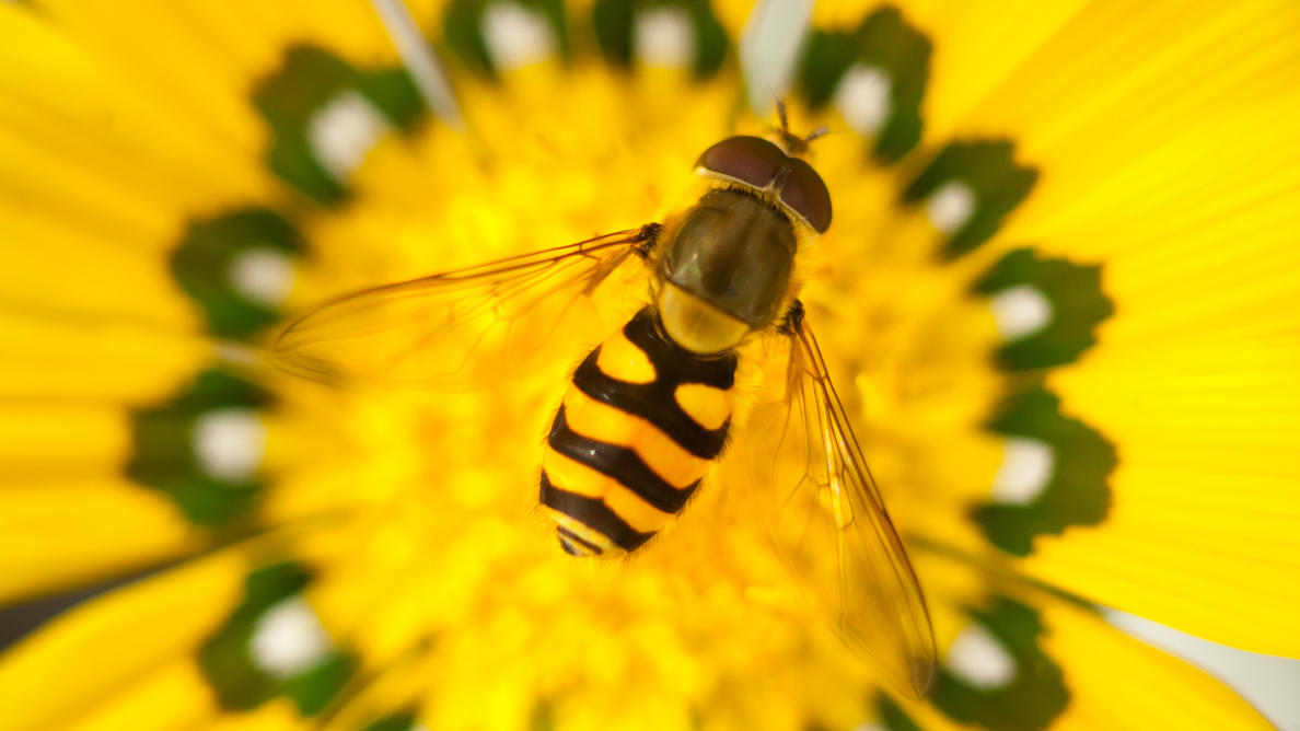 Biene oder Wespe? Das ist die Frage
