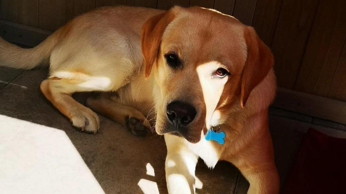 Labrador Cooper hat Badeschaum aufgeleckt und musste zum Tierarzt gebracht werden.