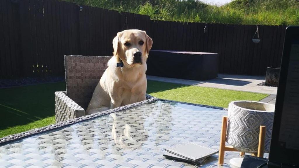 Labrador Cooper aus Schottland ist fast erstickt, weil er das mit Chemikalien behandelte Whirlpool-Wasser getrunken hatte.