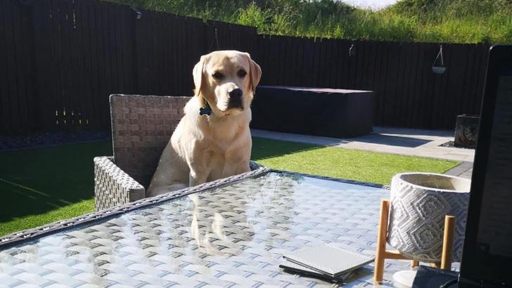 Hund erstickt fast an WhirlpoolWasser Chemikalien raubten Cooper die