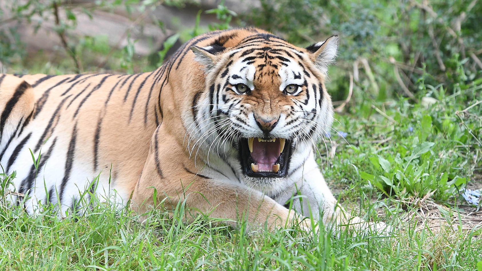Tiger-Jungtiere erobern die Außenanlage am 22.07.2021 im Zoo Duisburg in Duisburg In den vergangenen Wochen machten die Mini-Tiger unter den wachsamen Augen von Mutter Dasha ihre ersten Gehversuche im rückwertigen Bereich der Tiger-Anlage. Nun erober