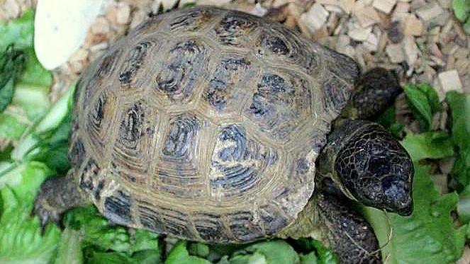Paul ist eine Schildkröte aus dem Tierheim Hamburg Süderstraße.