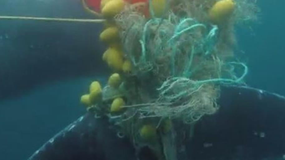 Australien: Buckewal hängt mit Flosse in Hai-Netz fest