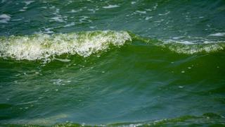 Warnung vor Vibrionen in Ostsee