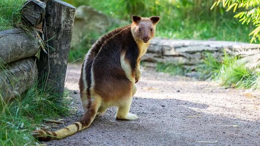 Tierpark Berlin: 13 Jahre Altersunterschied! Baumkänguru Nunsi (15