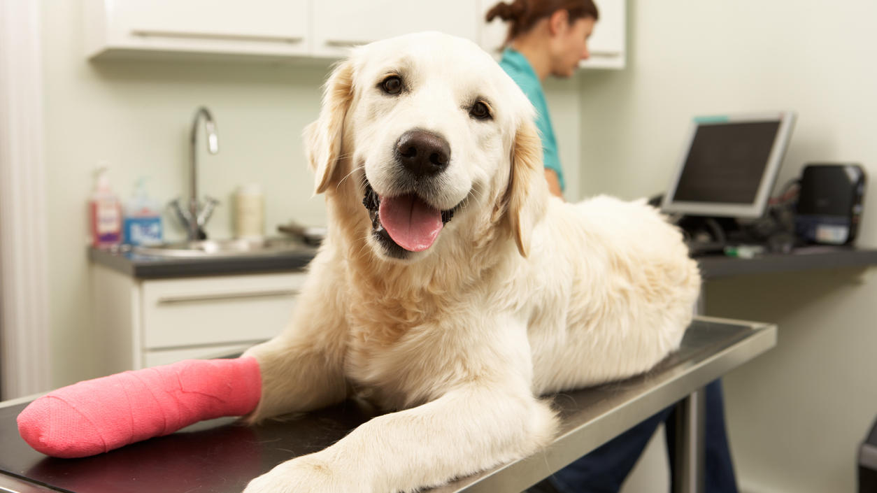 OP-Kosten für Hunde können ohne Versicherung schnell richtig ins Geld gehen.