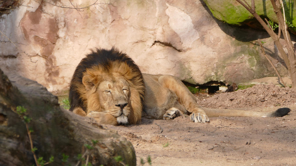 Löwe Subali liegt in seinem Gehege im Nürnberger Zoo.