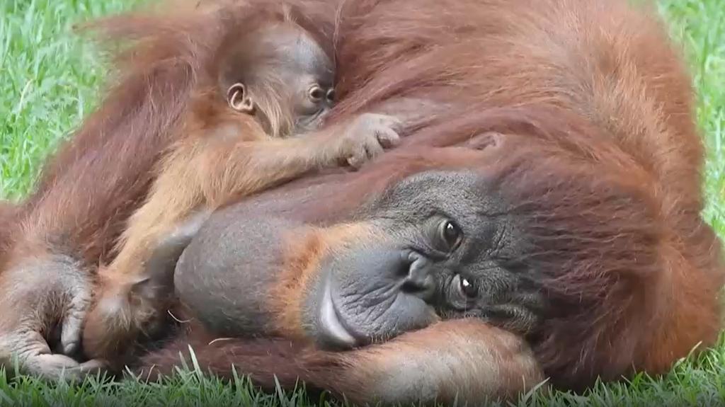 Spanien Orang Utan Mama Suli Zeigt Ihr Baby