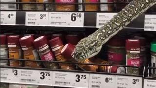 Helaina Alati/ Supermarkt Sydney Schlange