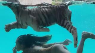 Chris Browns Tochter Royalty schwimmt mit einem Tigerbaby.