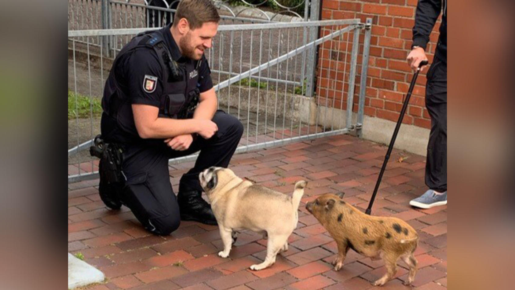 Das nun polizeilich bekannte Schwein ist kaum größer als ein Mops.