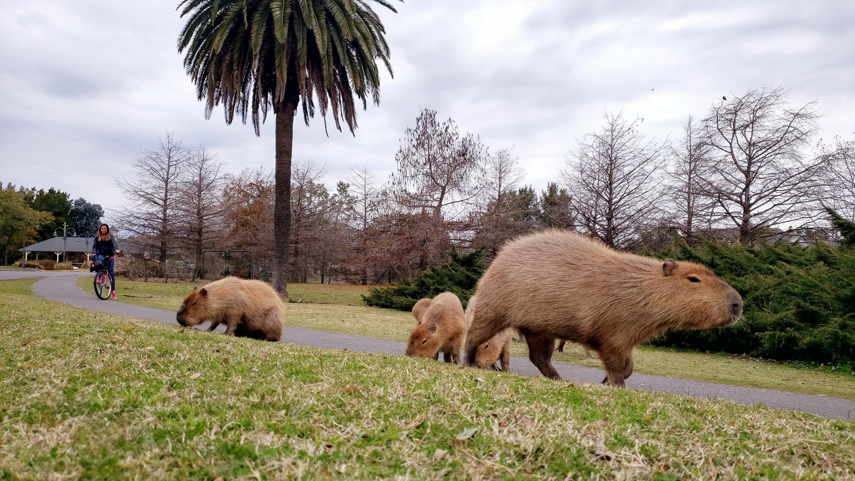 Wasserschweine im exklusiven Wohnviertel in Argentinien