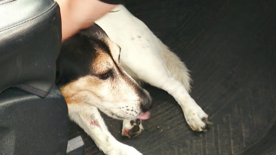 Hundeleine verfängt sich in Stadtbahntür - Geburtstagskind rettet Hund "Jimmy" und verletzt sich dabei.