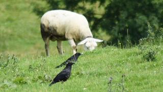 Raben und Schafe