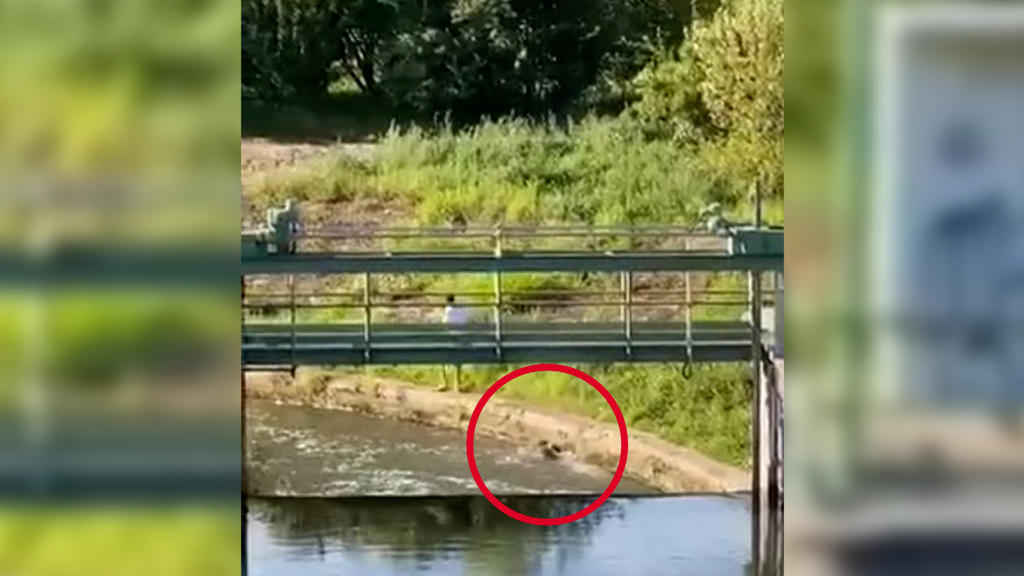 Mehrmals muss der Welpe an der Mauer entlang schwimmen, dann beginnt das "Spiel" seines Herrchens erneut.