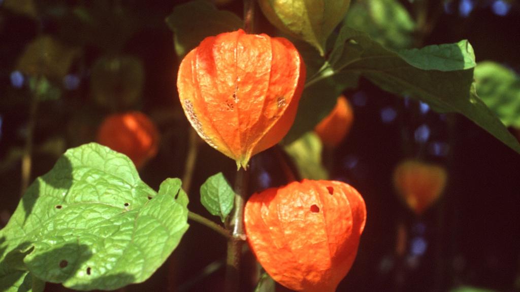 Die orangefarbenen Blüten der Lampionblume, auch Blasenkirsche genannt (Physalis alkekengi L.).