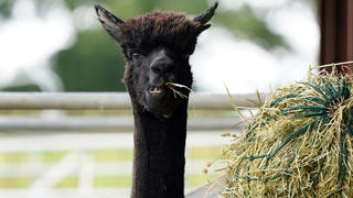 27.08.2021, Großbritannien, Wooton Under Edge: Das Alpaka mit dem Namen "Geronimo" steht auf der Shepherds Close Farm. Das angeblich tödlich erkrankte Alpaka ist in England vom Agrarministerium beschlagnahmt worden. Foto: Andrew Matthews/PA/AP/dpa +++ dpa-Bildfunk +++