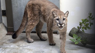 This photo provided by New York's Bronx Zoo shows an 11-month-old, 80-pound cougar that was removed from an apartment, in the Bronx borough of New York, where she was being kept illegally as a pet, animal welfare officials said Monday, Aug. 30, 2021. The cougar, nicknamed Sasha, spent the weekend at the Bronx Zoo receiving veterinary care and is now headed to the Turpentine Creek Wildlife Refuge in Arkansas, officials said. (Courtesy of The Bronx Zoo via AP)