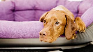 Zu Hause mit dem Hund nicht zu streng sein