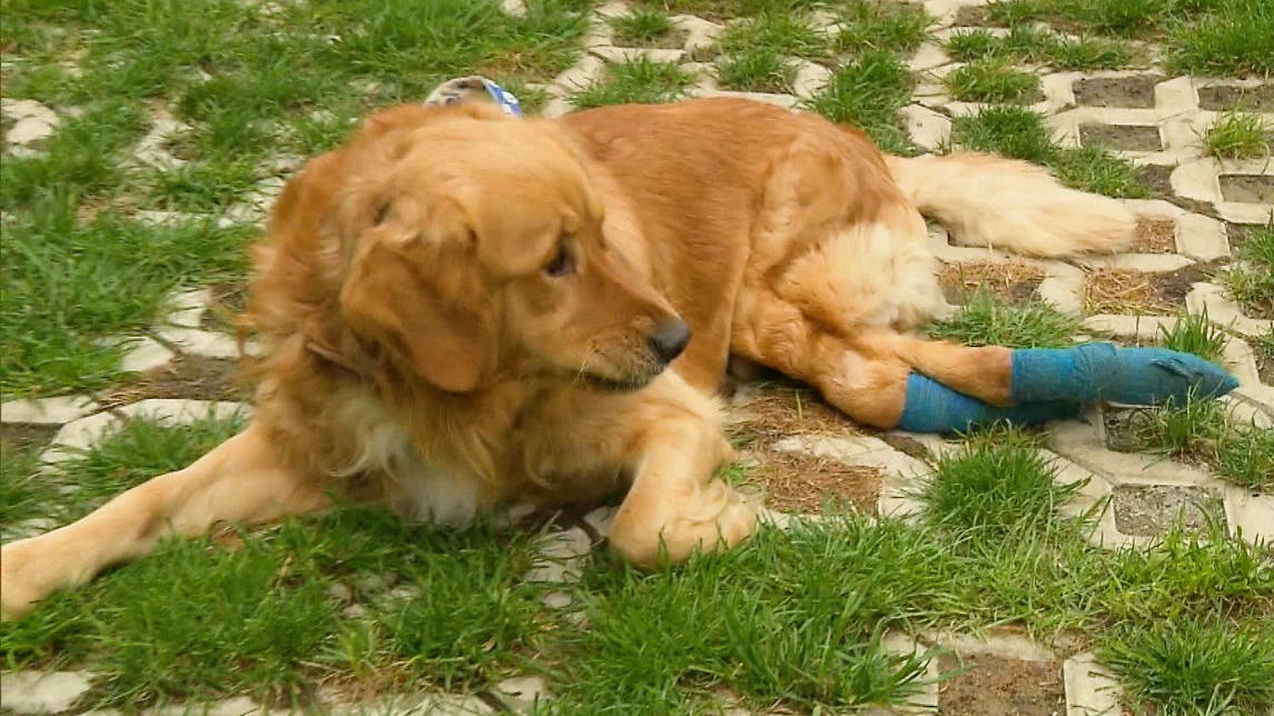 Hund Fin ist nach Unfall gelähmt: Golden Retriever sucht neues Zuhause - HunD Fin Ist Nach Unfall Gelaehmt GolDen Retriever Sucht Neues Zuhause