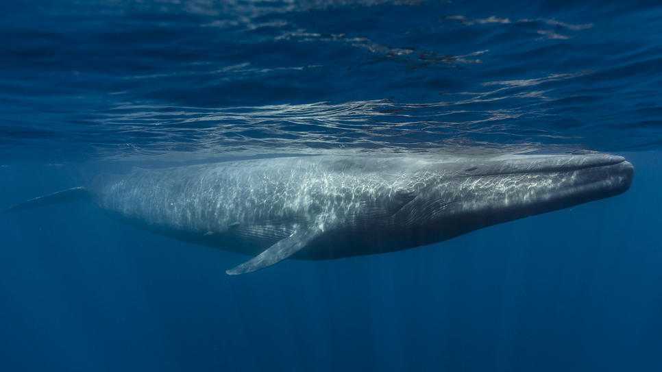 Blauwale gibt es immer weniger in den Meeren