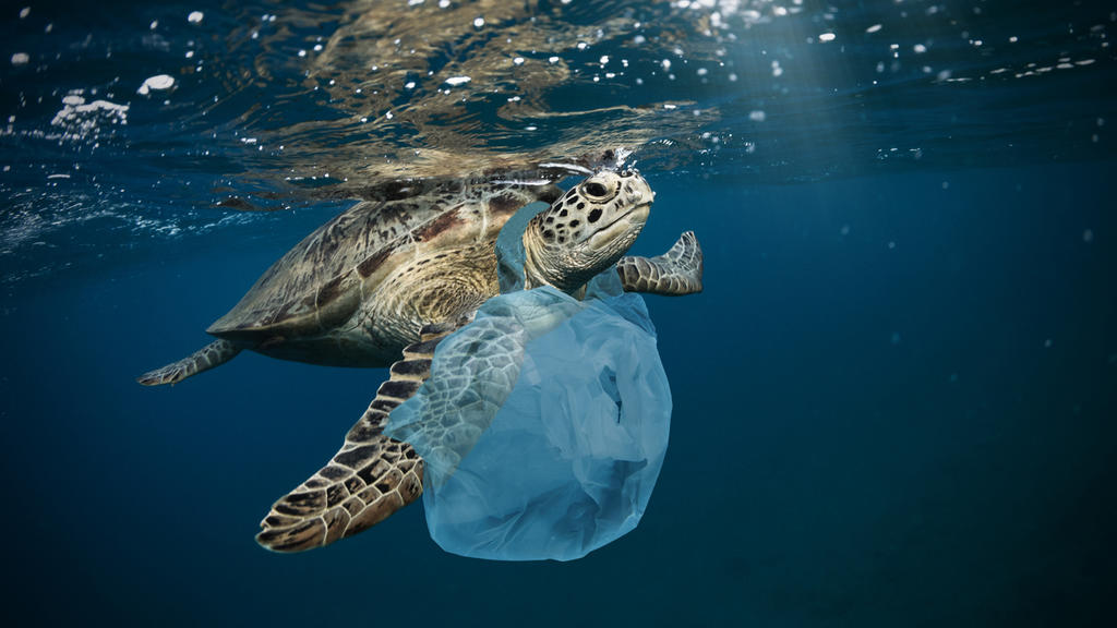 Plastiktüten sind eine Gefahr für Meeresschilkröten