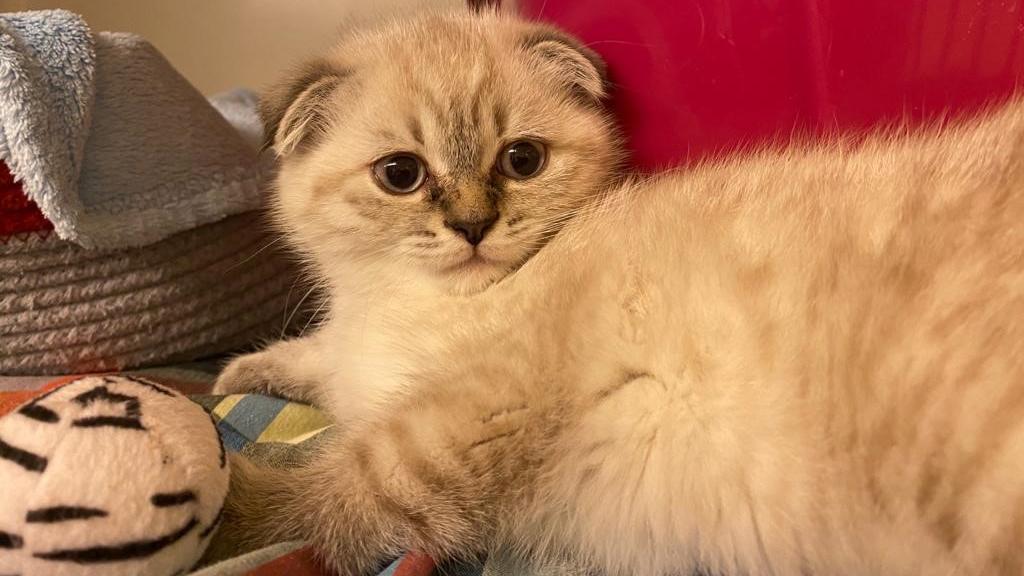 Eine Scottish Fold Rassekatze im Tierheim Köln-Dellbrück.