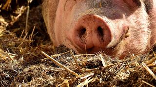 In Garrel im Landkreis Cloppenburg sind 250 tote Schweine in einem Stall entdeckt worden.