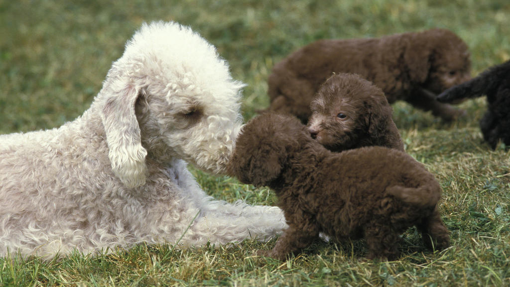 Weiße Bedlington Terrier-Mutter mit braunen Welpen