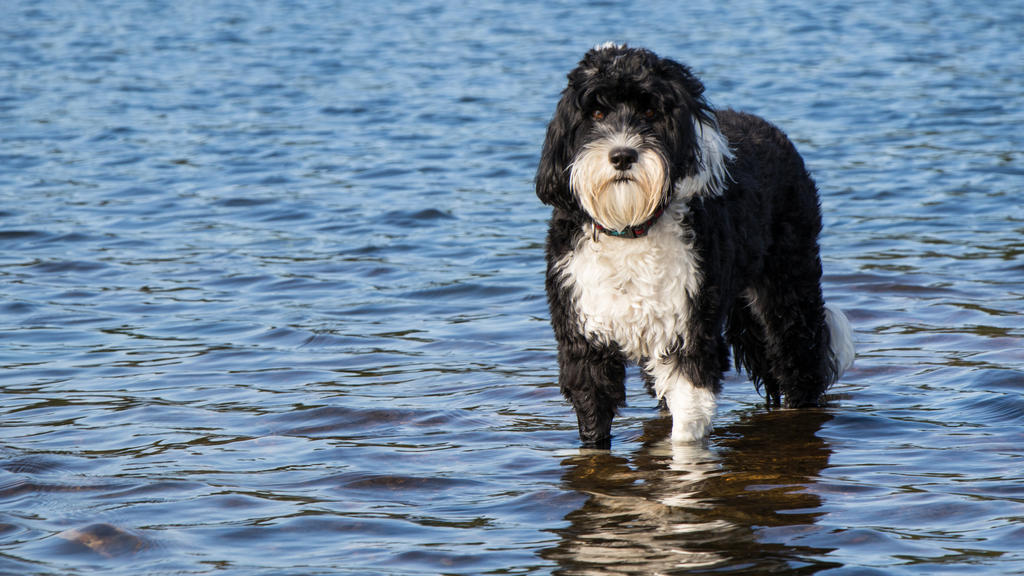 Weiß-schwarzer Hund, der im Wasser steht.