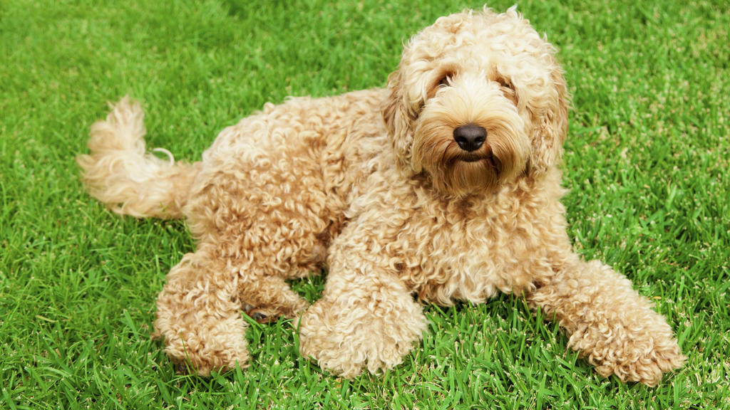Labradoodle liegt auf einer Wiese.