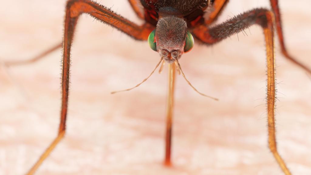  Illustration of a mosquito sucking blood Illustration of a mosquito sucking blood. PUBLICATIONxINxGERxSUIxHUNxONLY SCIEPRO/SCIENCExPHOTOxLIBRARY F023/6684