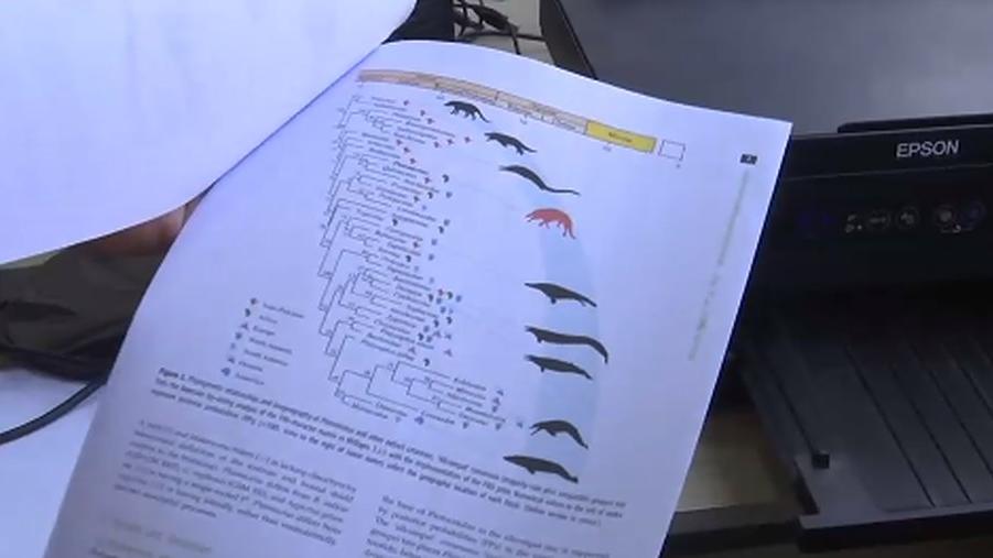 Ägyptische Forscher präsentieren die Ergebnisse des Fossils.