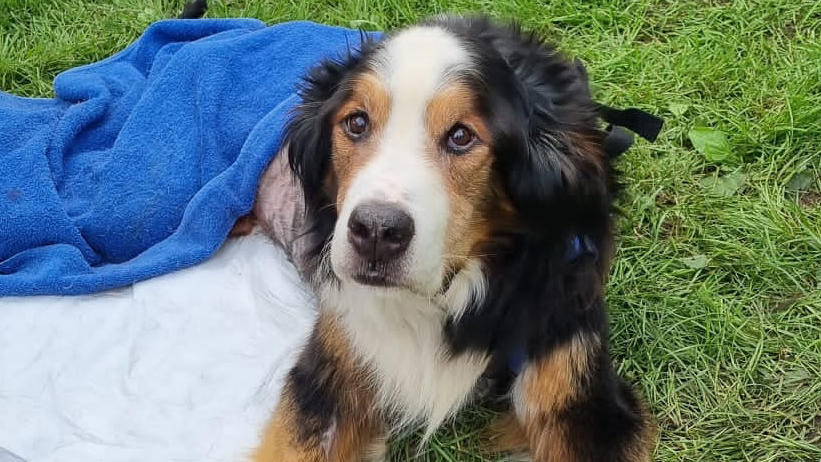 Bruno nach seiner Rettung