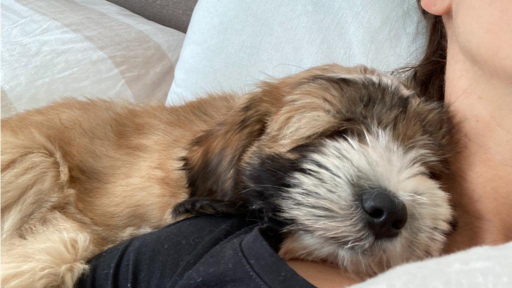Tibet Terrier Welpe Lulu