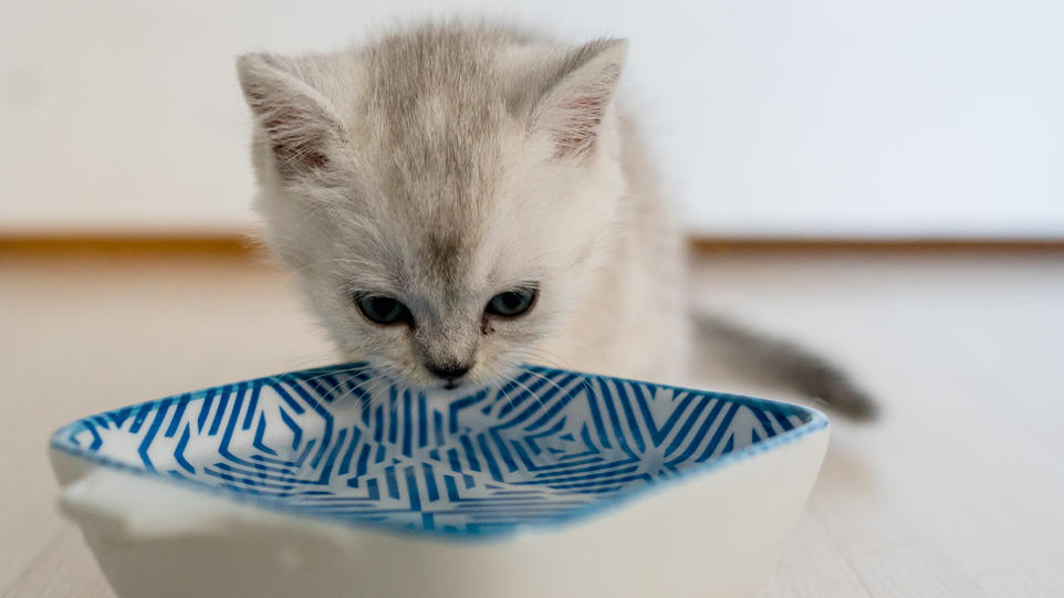 Eine junge Katze trinkt Wasser aus einer Schüssel