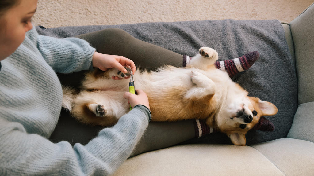 Eine junge Frau schneidet die Krallen ihres Hundes, ein Corgi, der auf dem Rücken liegt und die ganze Situation zu genießen scheint.