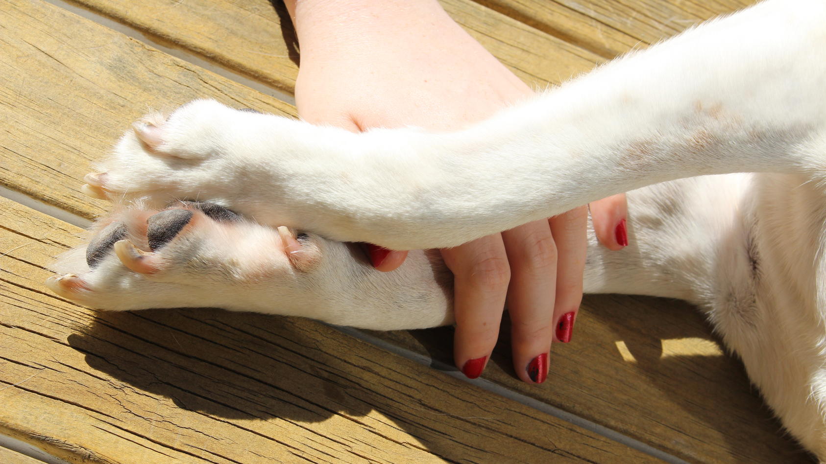 Eine Frau mit rot lackierten Fingernägel hält die Beine bzw. Pfoten ihres Hundes.