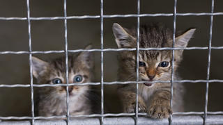 Zwei traurig aussehende Katzenbabys blicken durch einen Tierheim-Zaun in die Kamera.