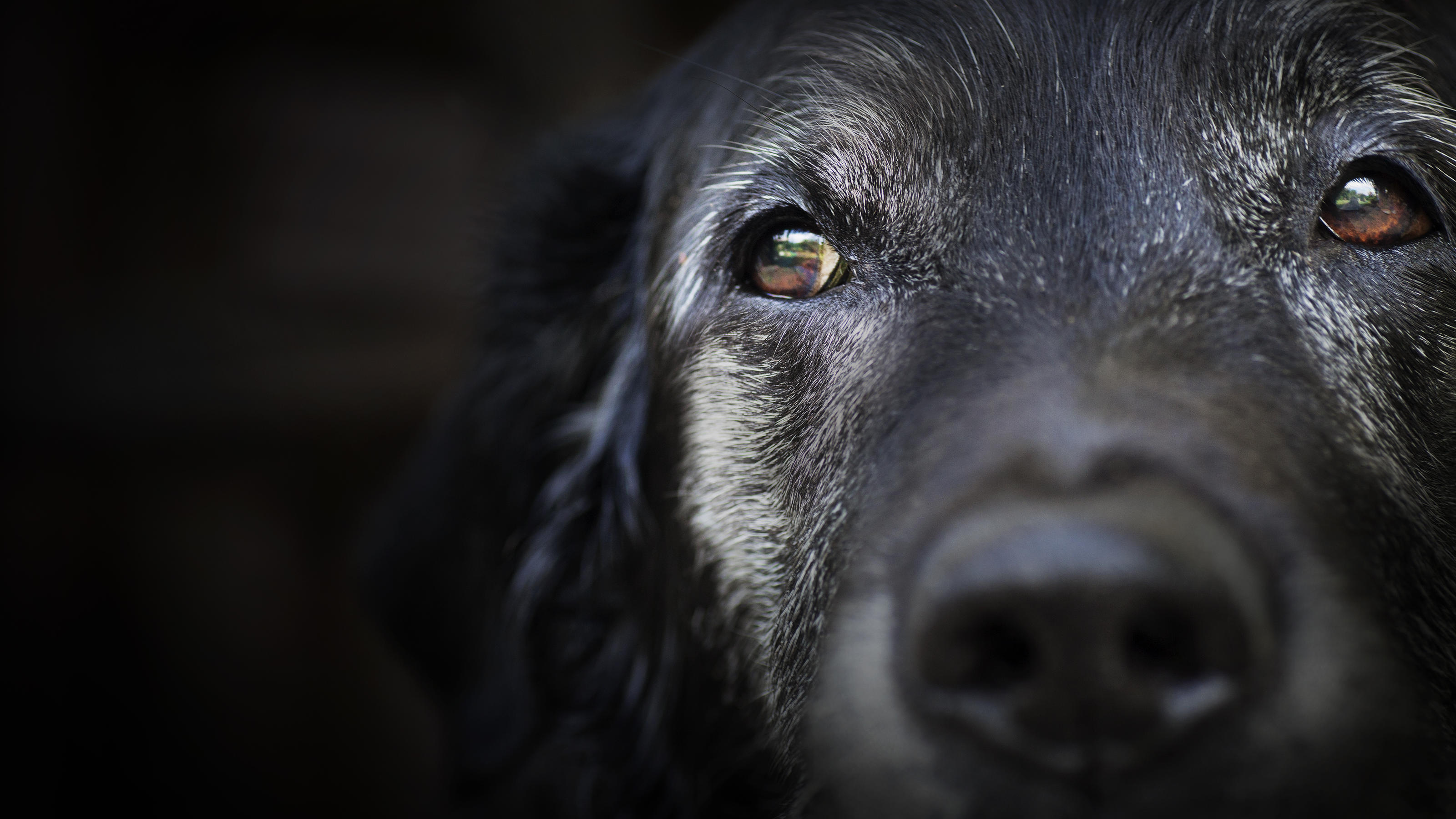 Ein alter Labrador schaut in die Kamera. Um die Augen herum ist sein Fell schon ergraut.