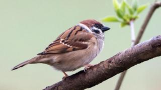 So kommen Vögel in den Garten