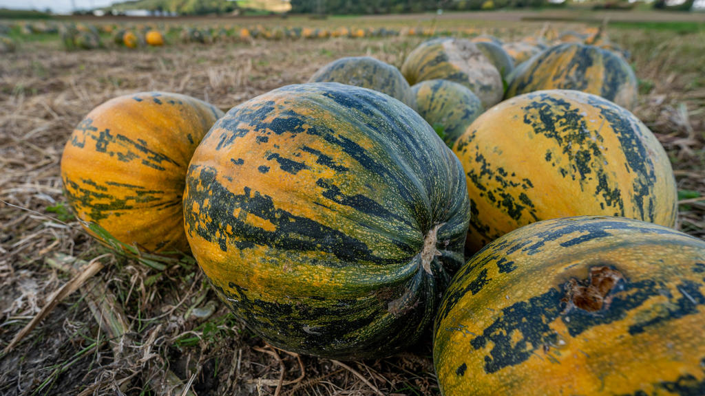 Woher kommt das orangene Herbstgemüse eigentlich?