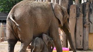 Elefantenbaby und Mutter im Zoo Halle