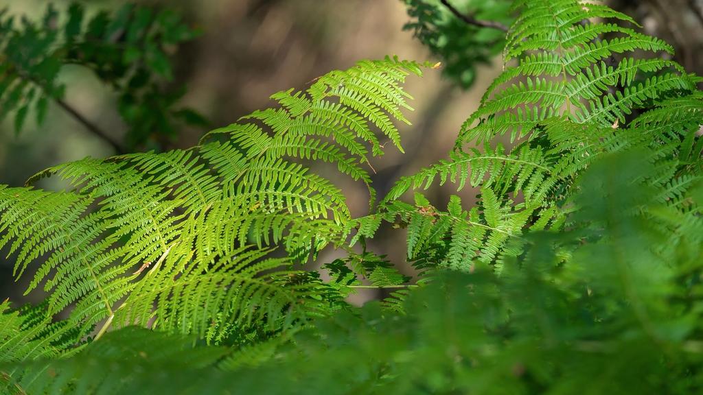 Modriger Farn ließ den Anwohnern im Flachsthumweg am Mittwochabend den Atem stocken. (Quelle: Pixabay)