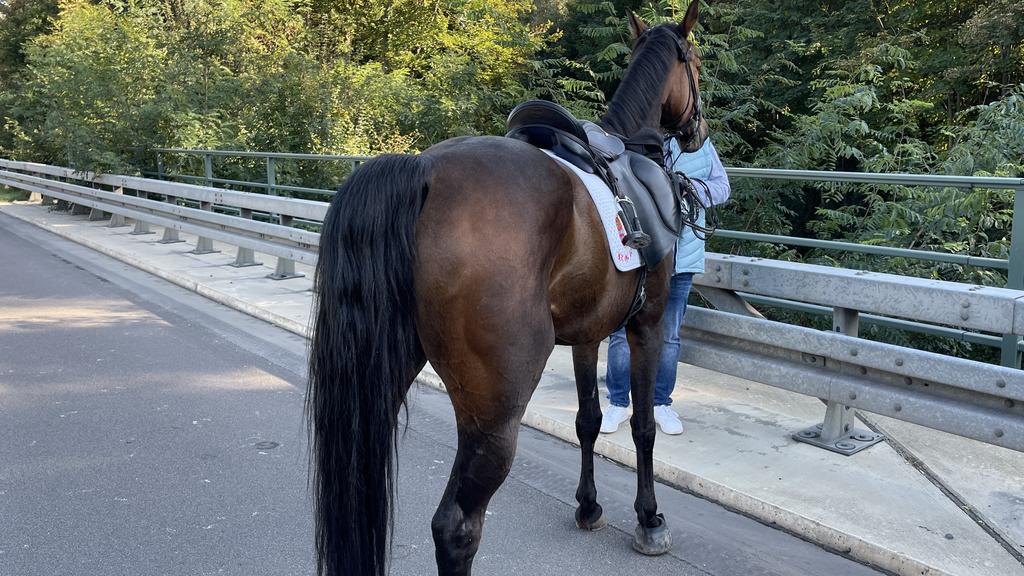 Ausgebüxtes Pferd kann auf Autobahn wieder eingefangen werden.