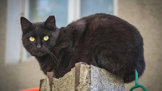 schwarze Katze