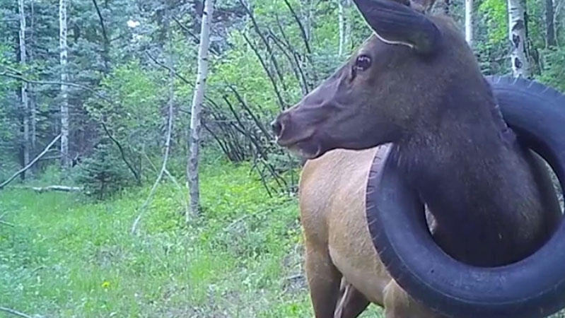 Das erste Mal war der Wapiti-Hirsch im Juli 2019 mit dem Reifen um den Hals gesichtet worden.