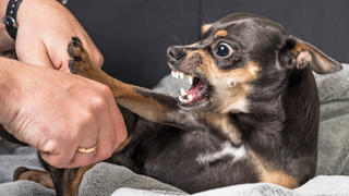Ein kleiner Hund zeit seine Zähne, eine Person hält ihm die Faust entgegen.